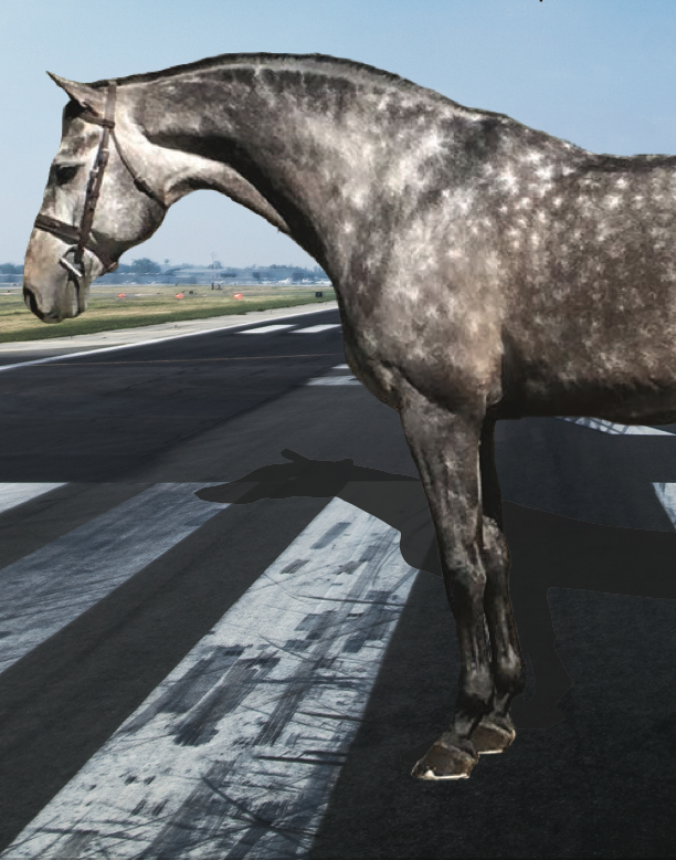 horse travel on plane